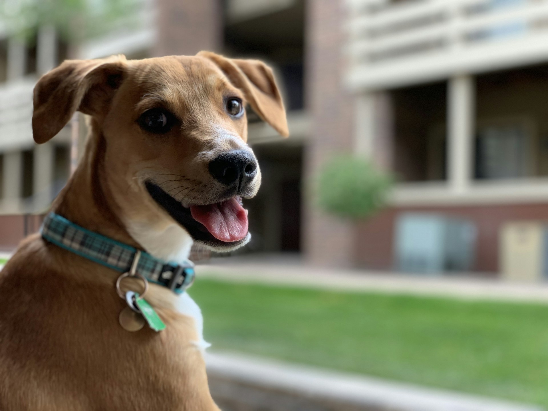 Happy trained dog